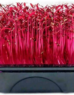 Amarant Red