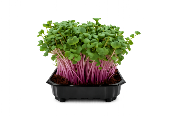 1cbb1263-e6ee-4dca-88a2-be2adb64cb68 Rzodkiewka China Rose